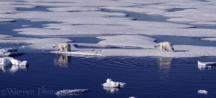 Polar Bears on ice floe