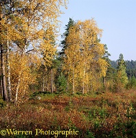 Lemmenjoki autumnal birches