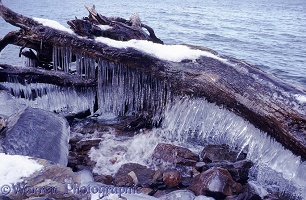 Icicles on driftwood log
