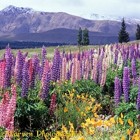 'Feral' lupines with mountain backdrop
