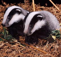 Badger cubs