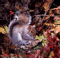 Grey Squirrel on tree stump