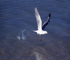 Silver Gull catching a fish