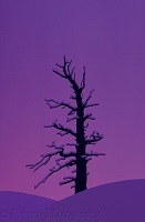 Dead conifer and snow at sunset