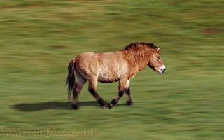Przewalski's Wild Horse