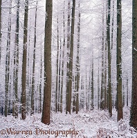 Larches with snow 3D R