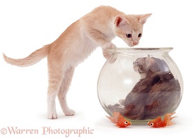 Kittens and goldfish bowl