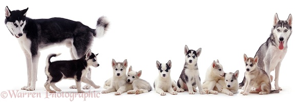 Siberian Husky family
