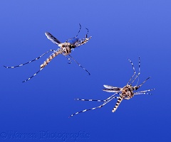 Mosquitoes in flight