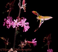 Elephant Hawk Moth and Red Campion