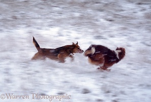 Dogs chasing in snow