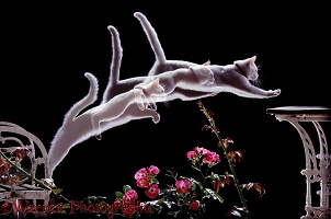 White cat leaping multiple exposure