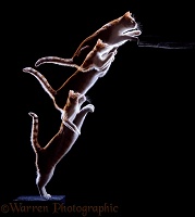 Cat leaping up multiple exposure