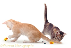 Blue and cream kittens playing