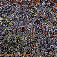 Lichen pattern on rock
