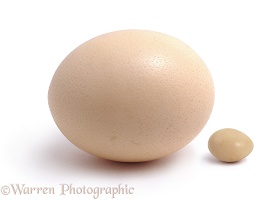 Ostrich egg and hen's egg