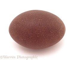 Emu's egg