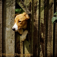 Collie-cross looking through a fence