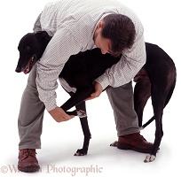 Osteopath working on greyhound