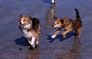 Terrier-cross chasing collie on beach
