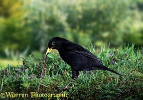 Blackbird pulling worm