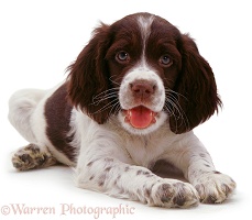 English Springer Spaniel pup