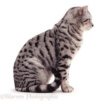 Silver tabby cat sitting