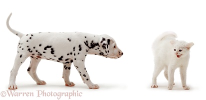 Dalmatian pup and scared kitten