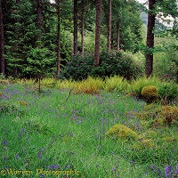 Ferns bluebells and rhododendrons