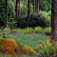 Ferns bluebells and rhododendrons