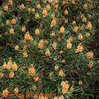 Scots Pine flowers