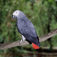 African Grey Parrot in rainforest