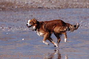 Border Collie running on beach