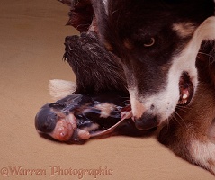 Mother Border Collie with newborn pup