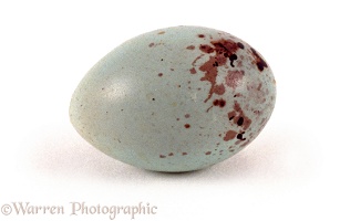 Bullfinch egg