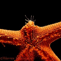 Starfish regenerating limb