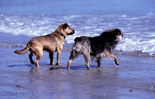 Terriers watching the sea