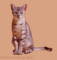 Egyptian Mau female cat