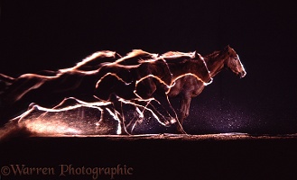 British Show Pony colt galloping multiple exposure