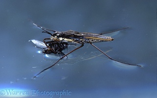 Pond Skater with fly prey