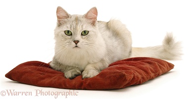 Cat on a red cushion