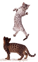 Silver tabby cat leaping