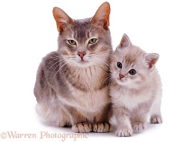 Burmese cat and kitten