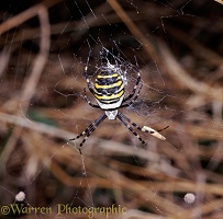 Orb-web spider, Argiope