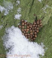 14-spot ladybirds hibernating