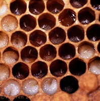 Honey Bee cells with eggs and larvae