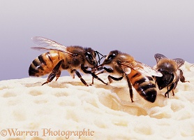Honey Bee mutual feeding