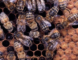 Honey Bee new worker emerging