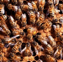 Honey Bee waggle dance