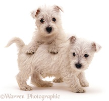 Playful Westie pups
